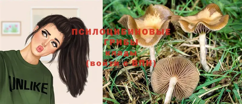 Галлюциногенные грибы Psilocybe  Ряжск 